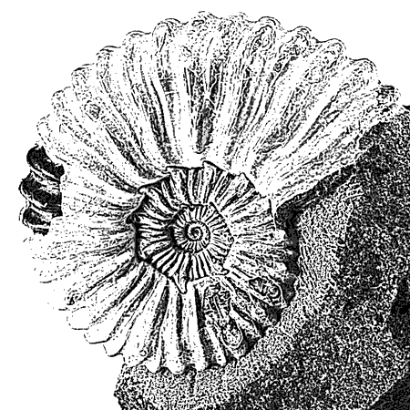 Picture for category Ammonites