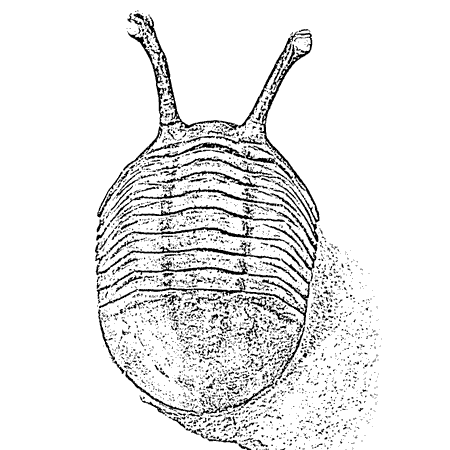 Picture for category Trilobites