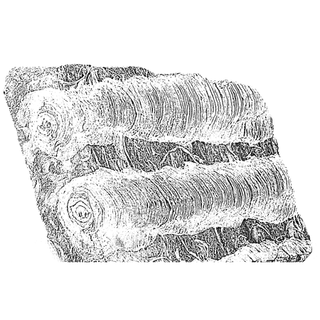 Picture for category Stromatolites